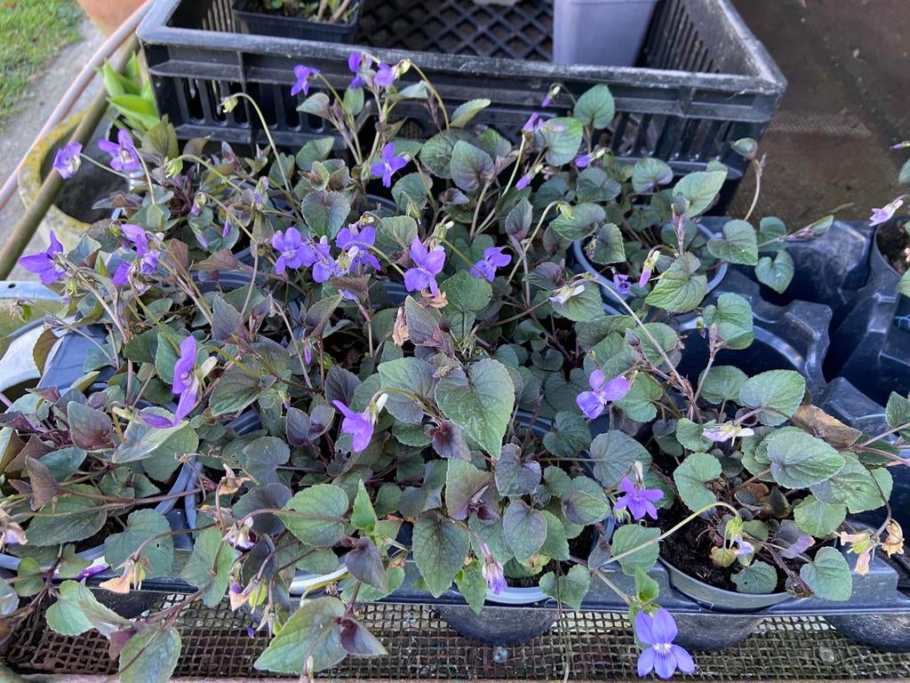 Viola Labradorica vaste plant tuinplant bio hobby kwekerij, Ophalen, Overige soorten, Volle zon