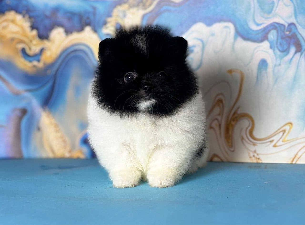 Exclusieve Micro Pomeranian (Korea) – Zwart-Wit Reutje 3 mnd, Keeshond, 15 weken tot 1 jaar, Reu, Parvo