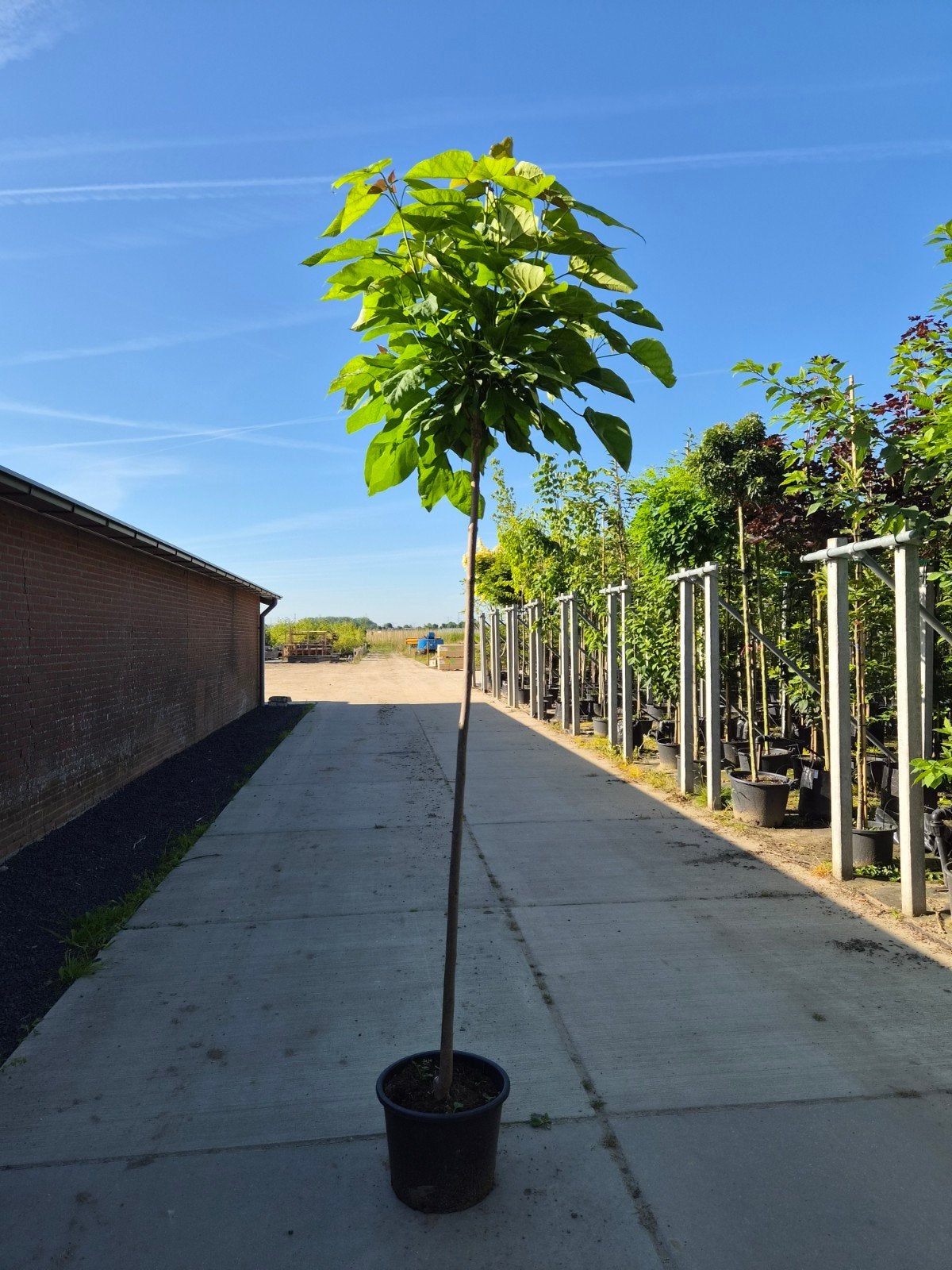 Bol Catalpa, Ophalen of Verzenden, 100 tot 250 cm, Zomer, Palmboom