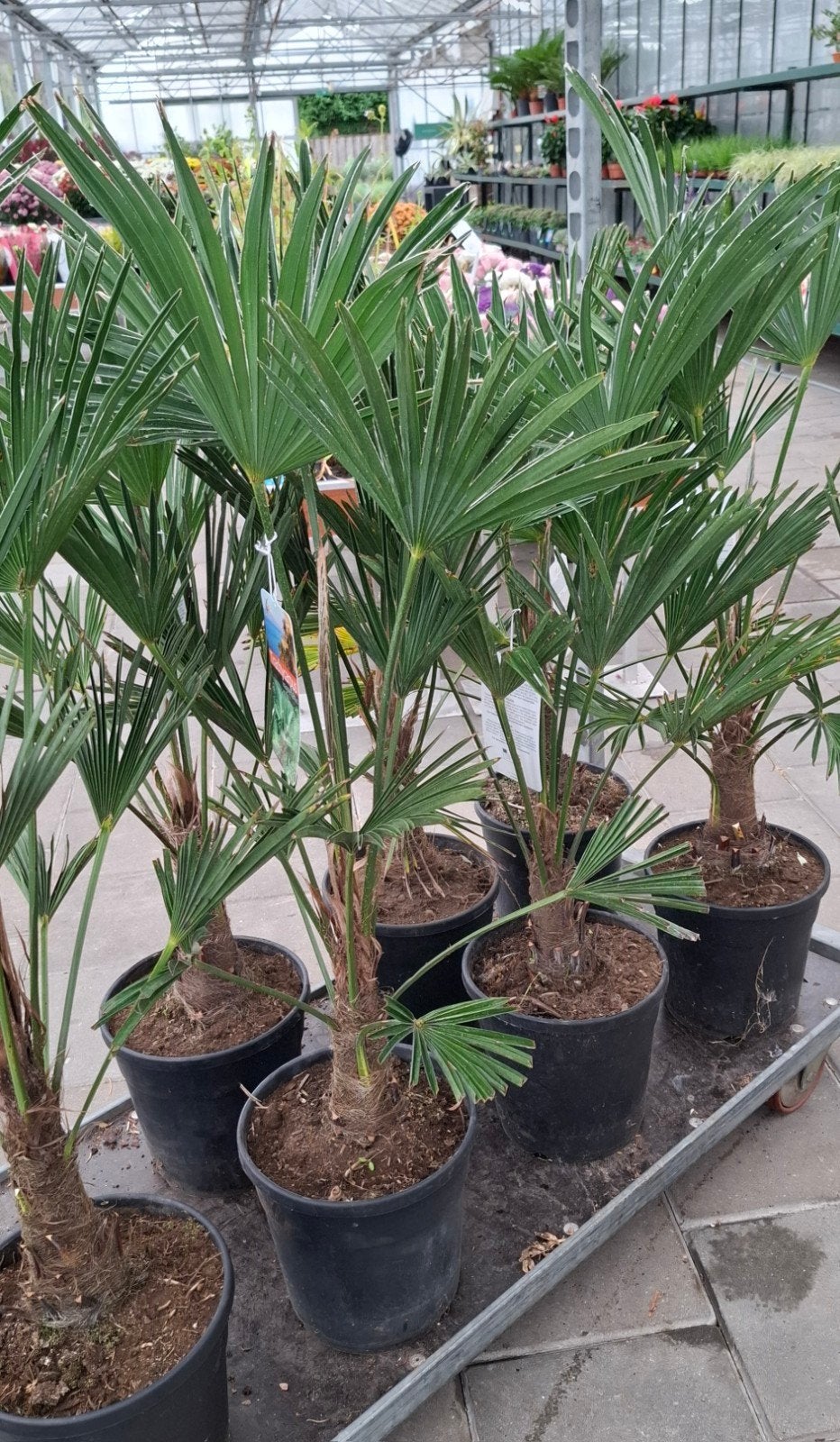 trachycarpus Wagnerianus palmboom winterhard., Tuin en Terras, 100 tot 250 cm, Zomer, Palmboom, Ophalen