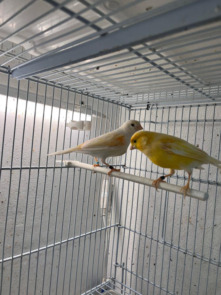 Harlekijn koppel, Dieren en Toebehoren, Vogels | Kanaries, Meerdere dieren, Postuurkanarie