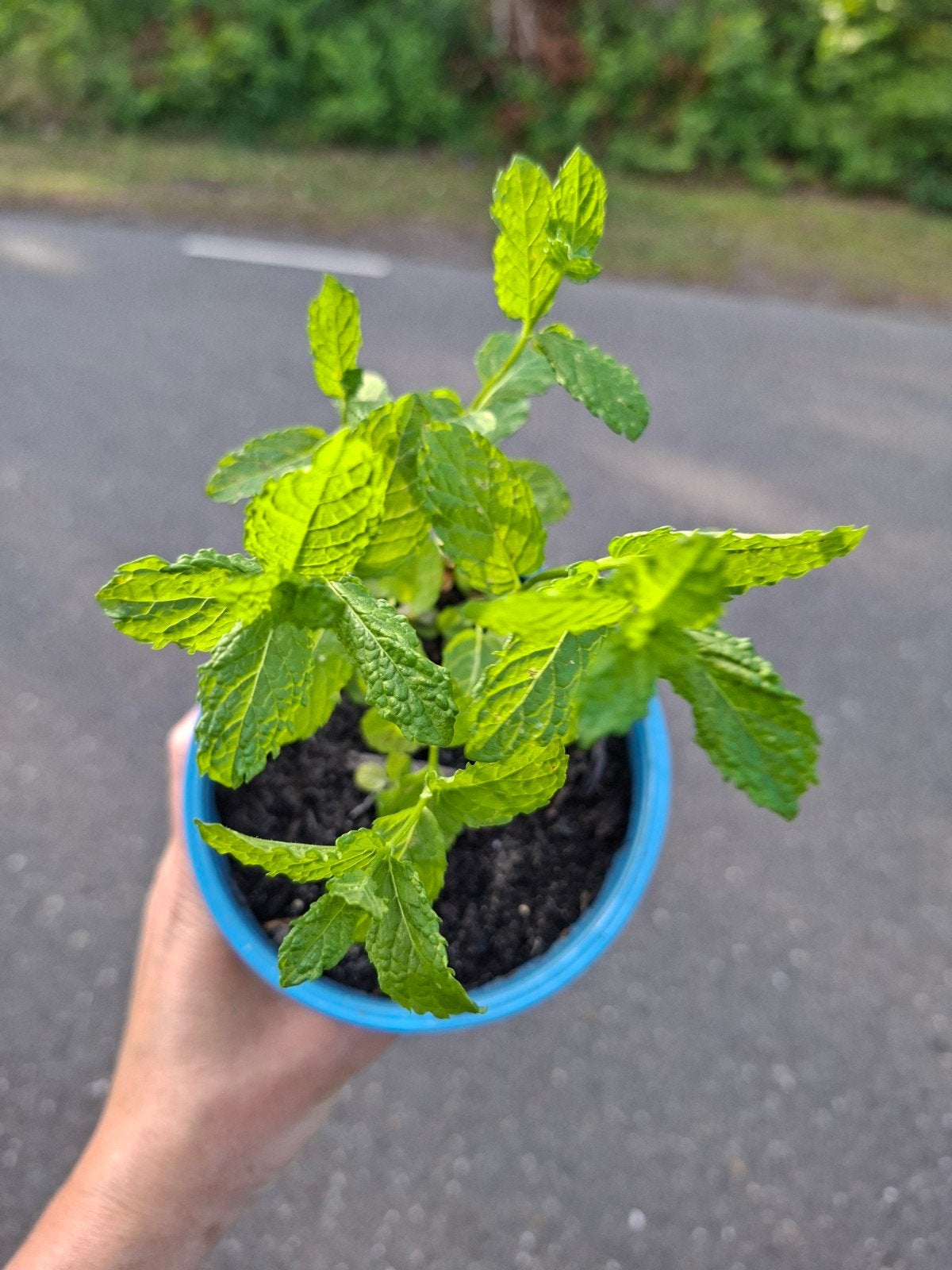 Verse muntplant in pot - Ideaal voor thee en gerechten, Ophalen, Vaste plant, Halfschaduw, Kruiden