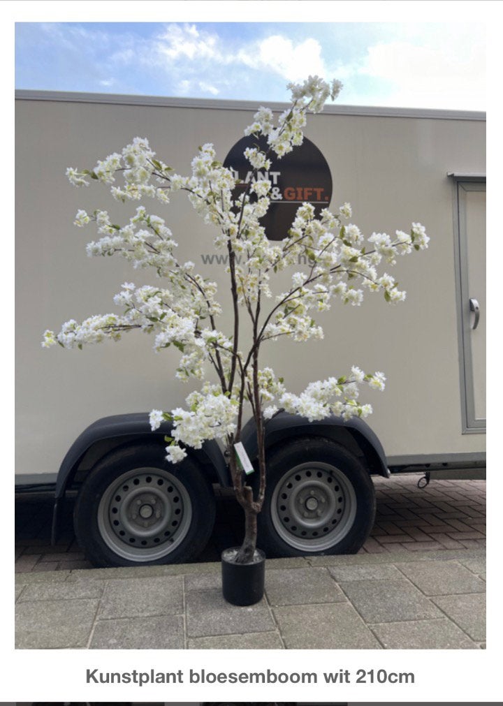Bloesemboom wit 210cm, Ophalen, Volle zon, Overige soorten