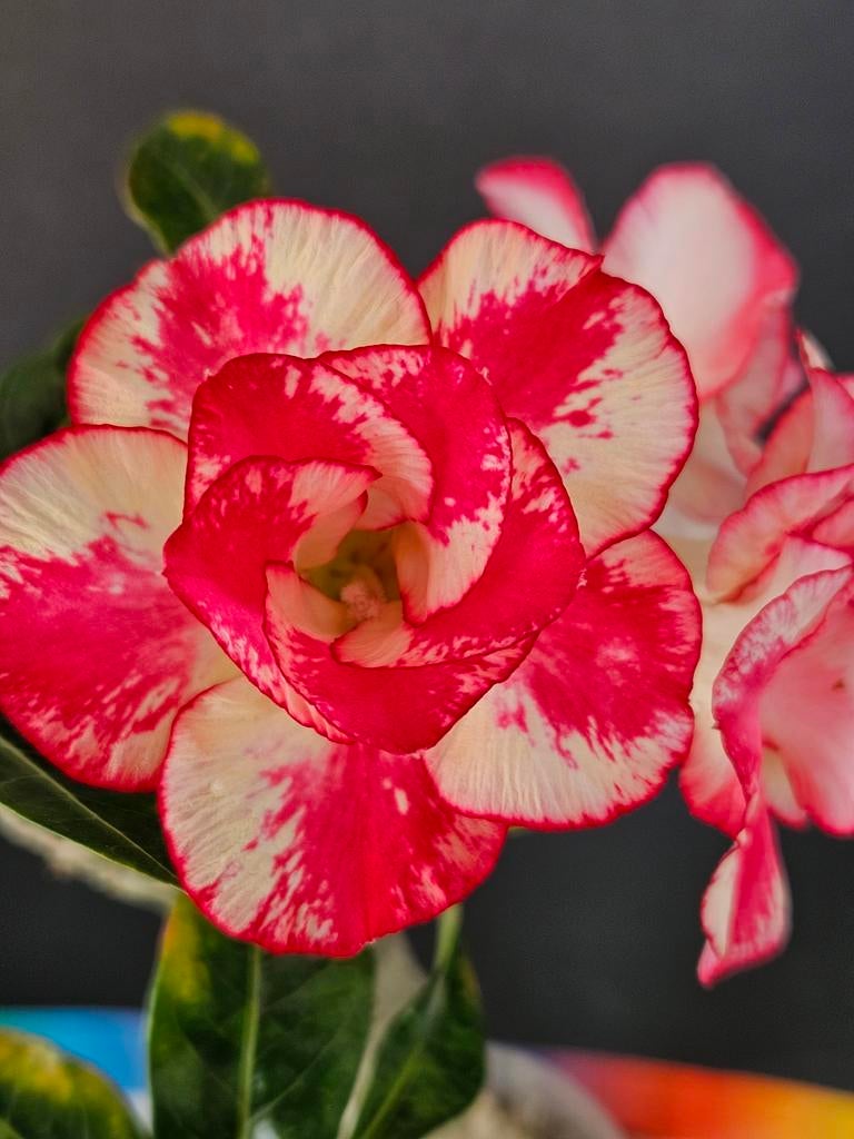 Adenium obesum 'Sunny Gel' - Exclusieve Taiwanese ent, Ophalen of Verzenden