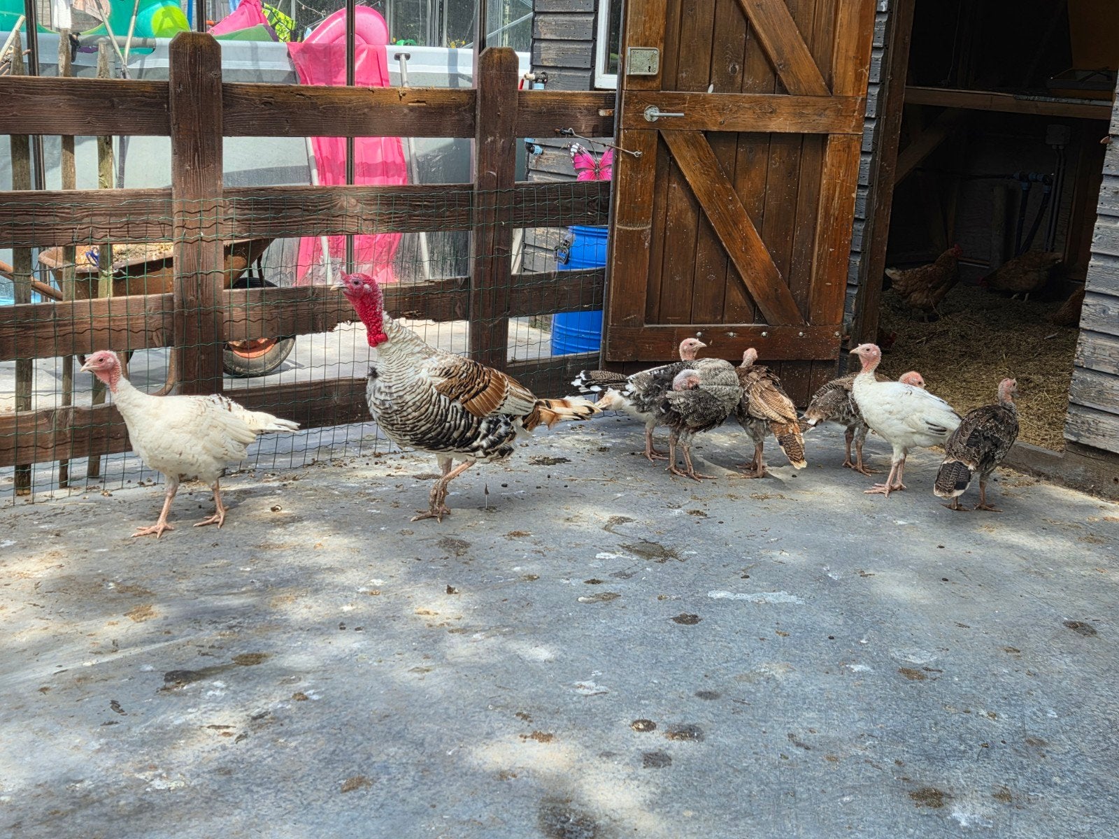 koppel kalkoenen te koop., Meerdere dieren, Kalkoen