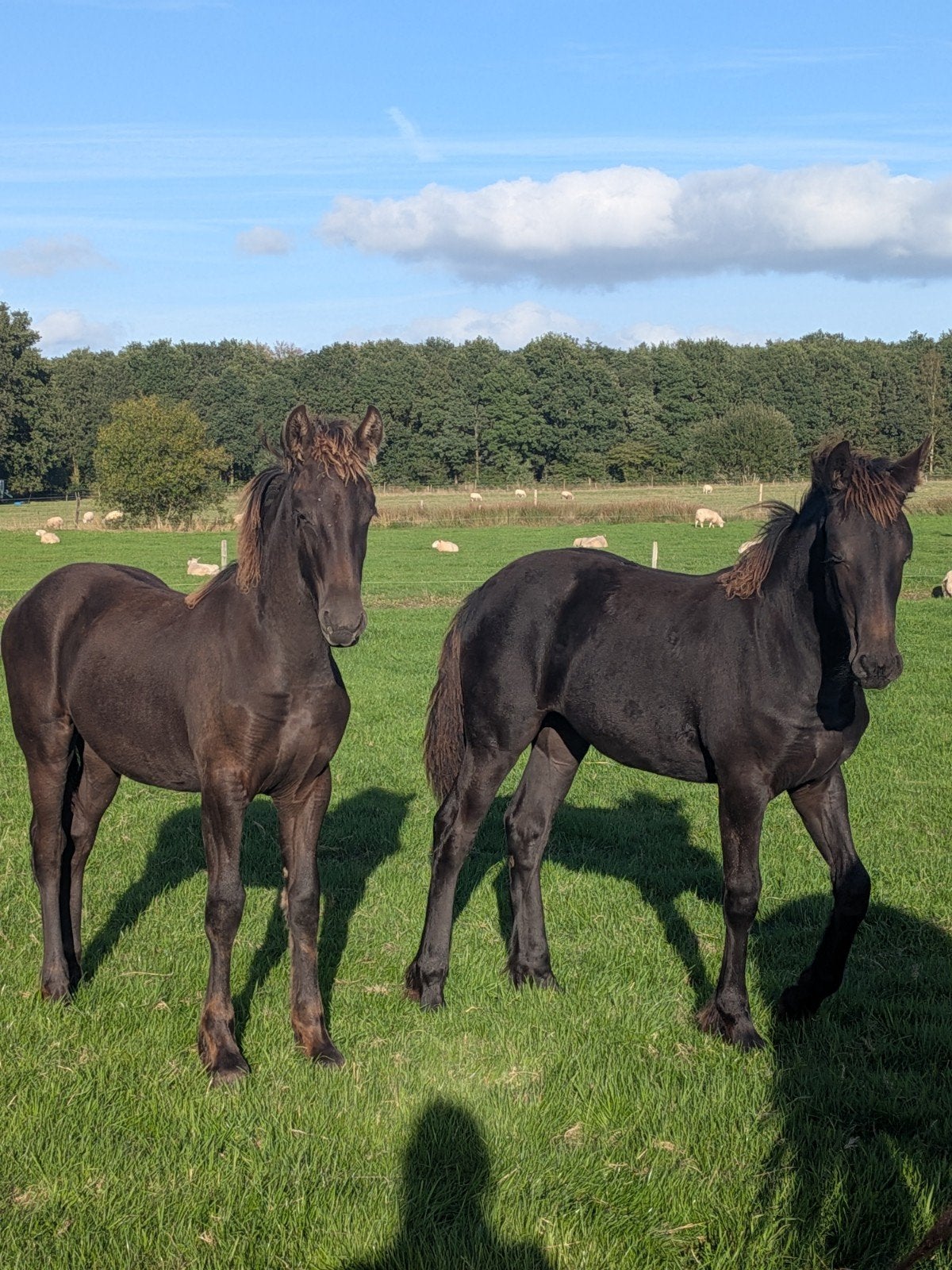 Twee Friese merrieveulens te koop, Dieren en Toebehoren, Merrie, Minder dan 160 cm, Recreatiepaard, 0 tot 2 jaar