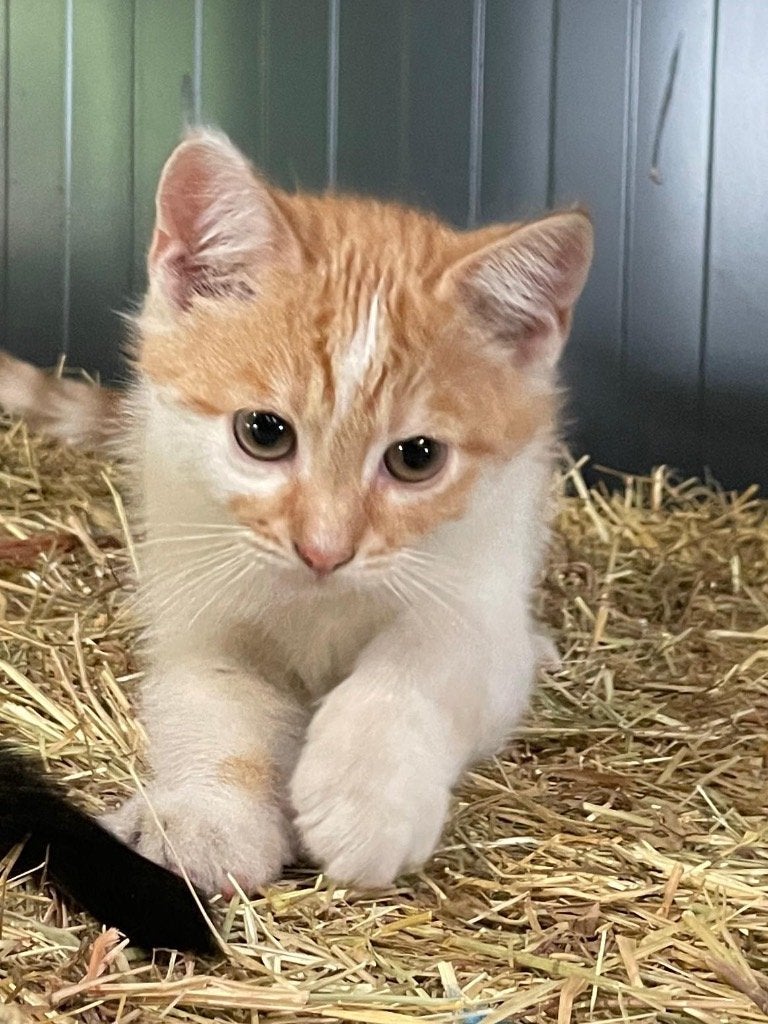 jonge poesjes / kittens, Meerdere dieren, Kortharig, 0 tot 2 jaar