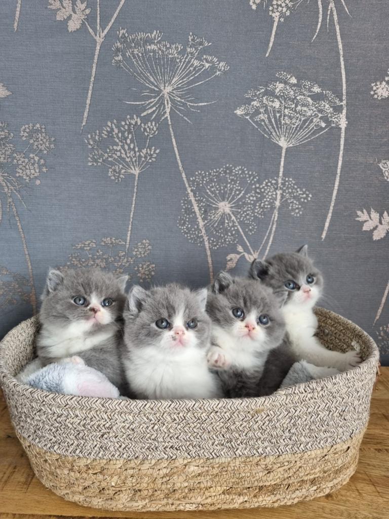 Zeer schattige Britse korthaar kittens, Dieren en Toebehoren, Katten en Kittens | Raskatten | Korthaar, Meerdere dieren, Met stamboom