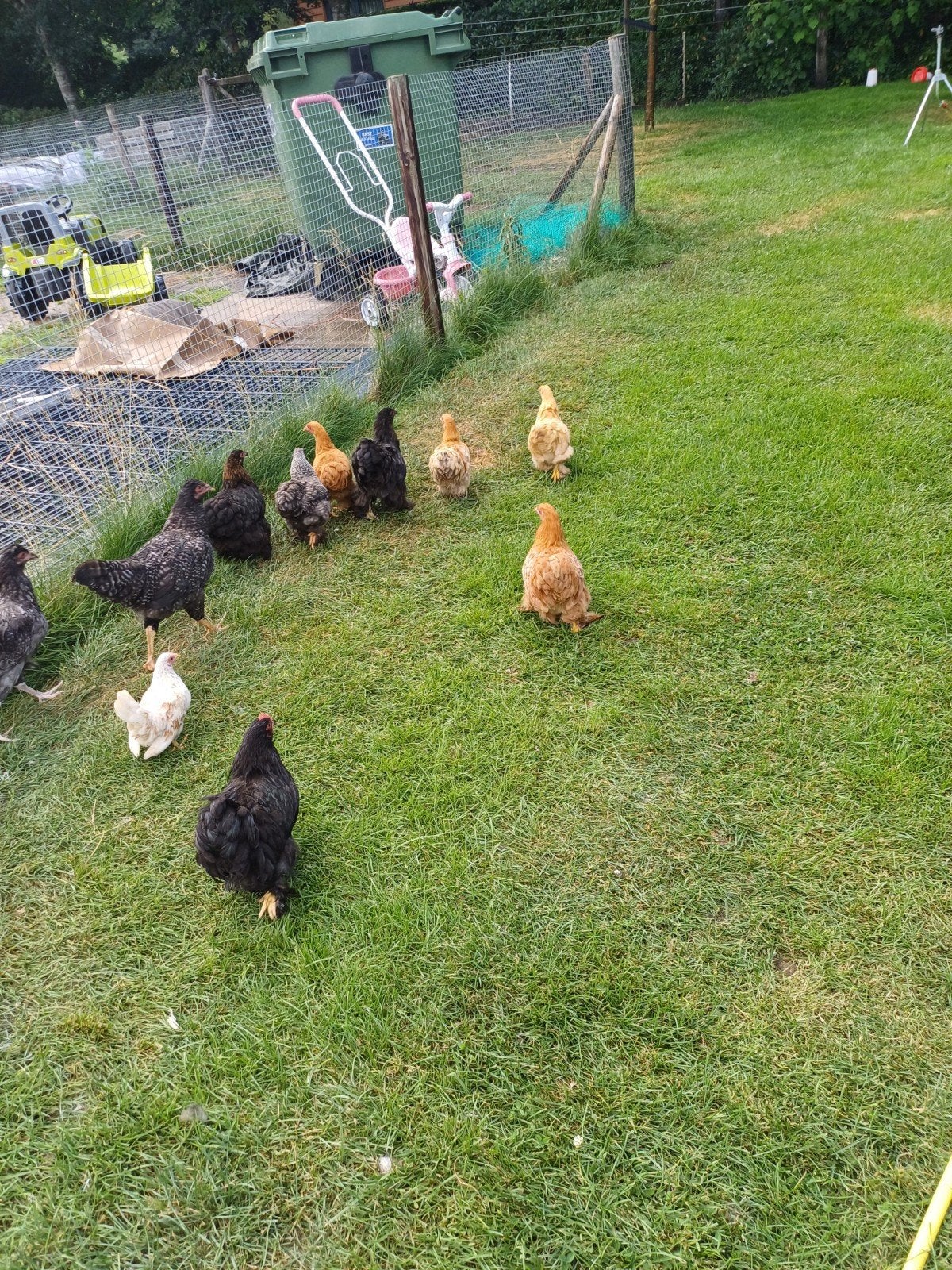 Mooie chochin hennen en sabelpoot, Dieren en Toebehoren, Pluimvee, Vrouwelijk, Kip