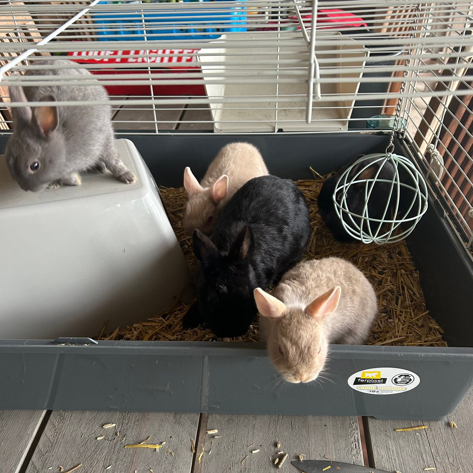 Mooie nest dwerg konijntjes, Meerdere dieren, Dwerg