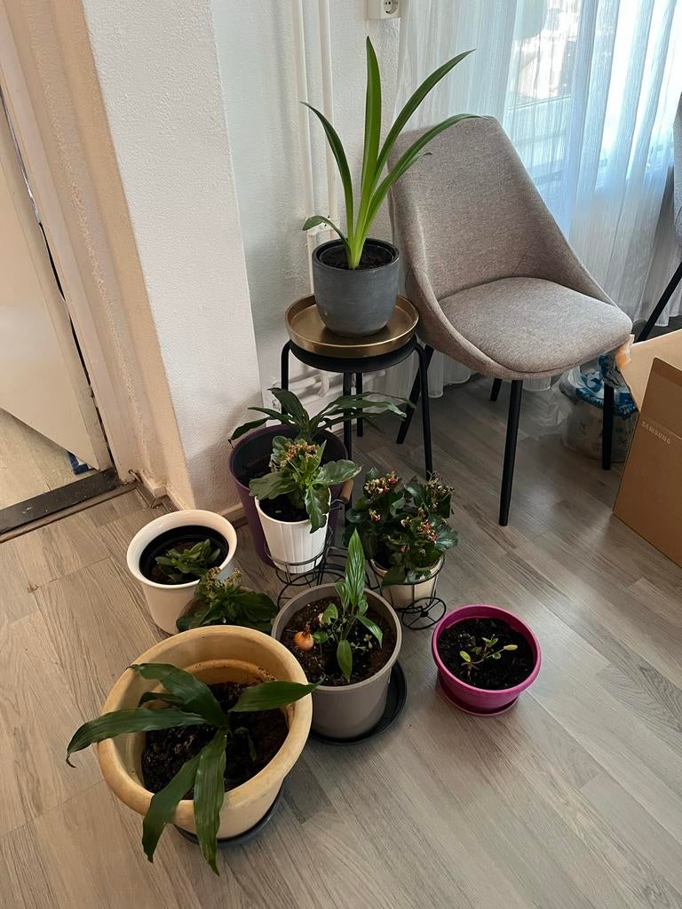 Diverse Kamerplanten Collectie - Groen en Bloeiend, Huis en Inrichting, Kamerplanten, Overige soorten, Minder dan 100 cm, Bloeiende kamerplant