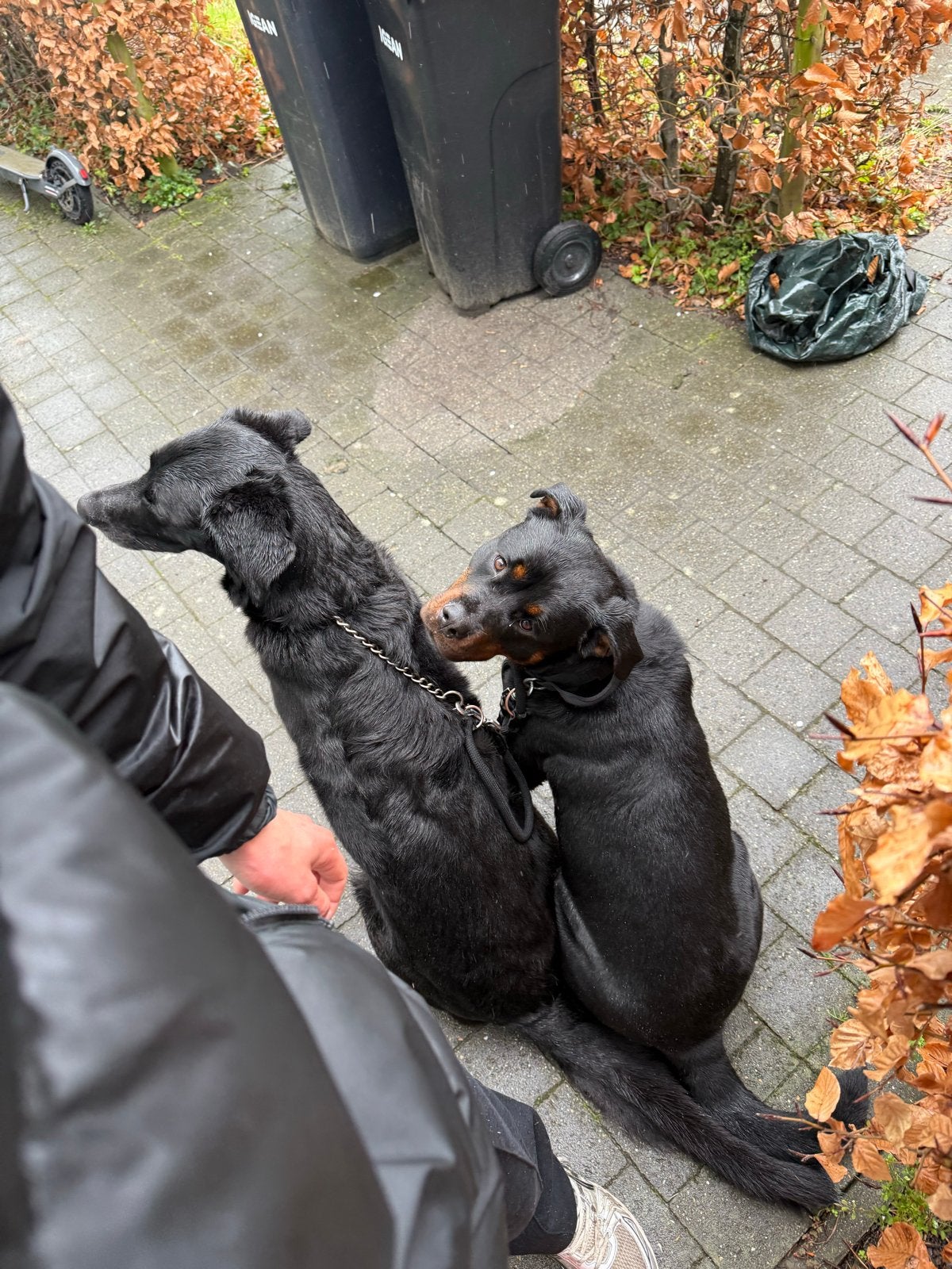 7 PRACHTIGE PUPS TE KOOP, Dieren en Toebehoren, Ophalen of Verzenden