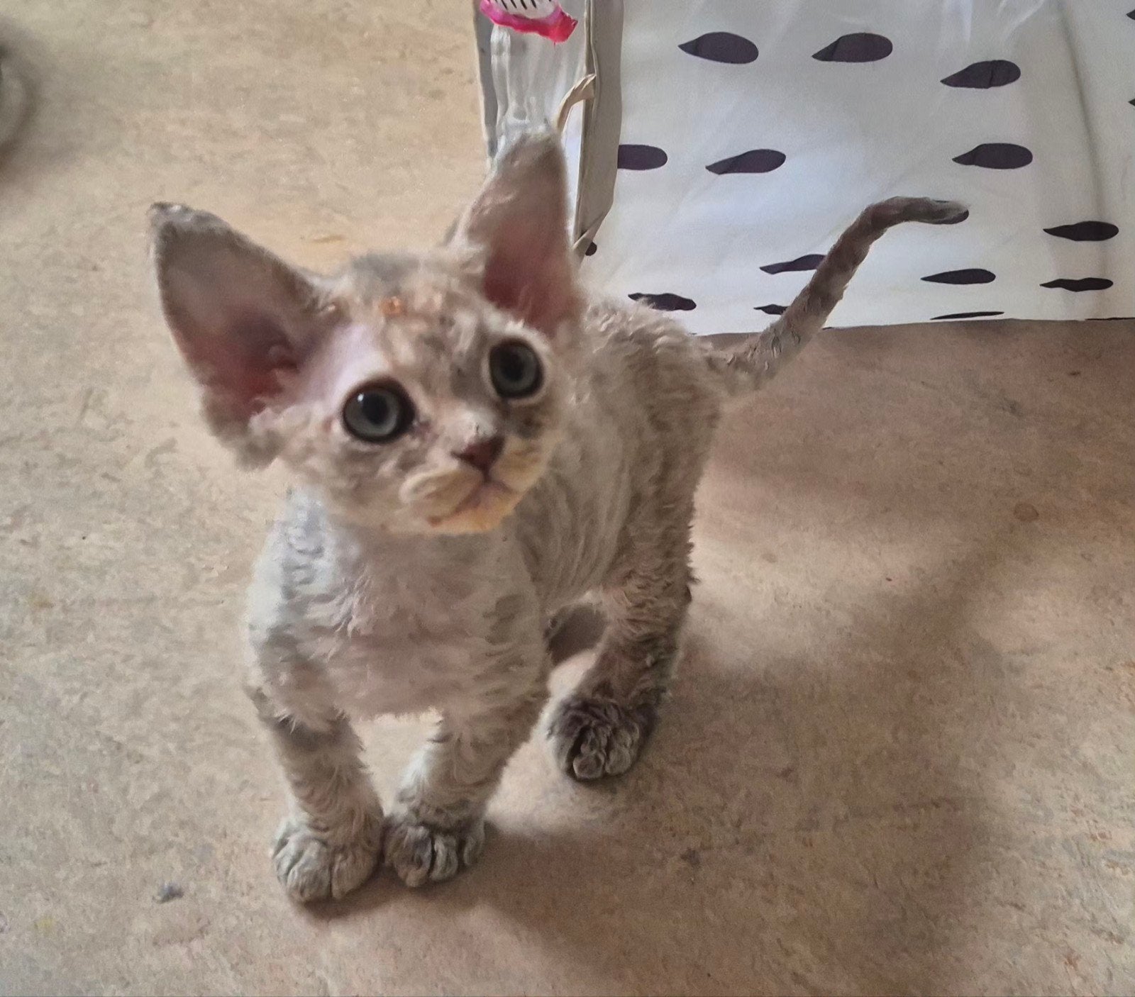 Devon-Rex, Dieren en Toebehoren, Poes, 0 tot 2 jaar