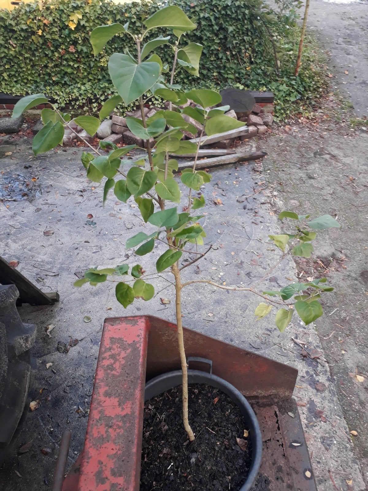leuke Sering paars bloeiend, Tuin en Terras, Ophalen, Overige soorten, Minder dan 100 cm
