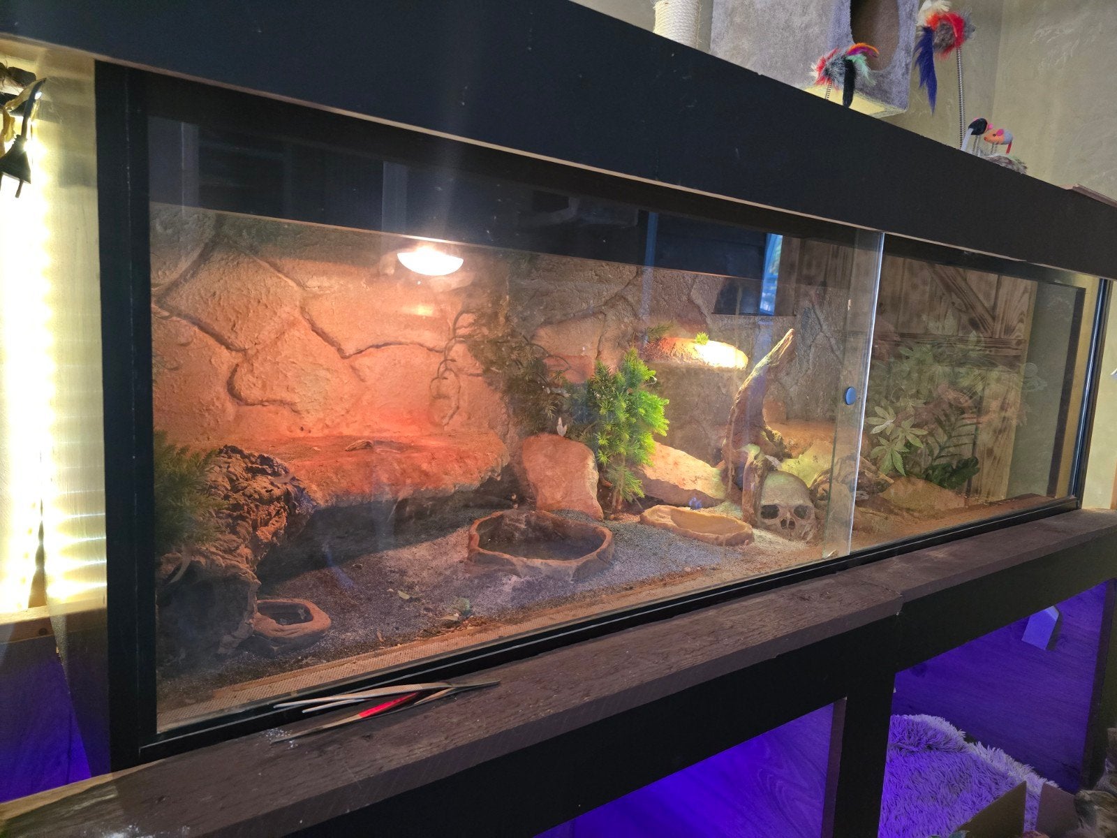 terrarium 180x60x60 + toebehoren, Ophalen of Verzenden