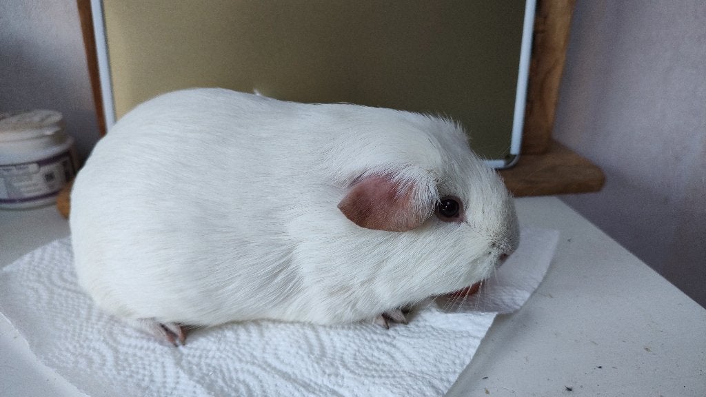 Mooie effen witte cavia beer, leeft buiten!, Dieren en Toebehoren, Januari, Mannelijk, Cavia
