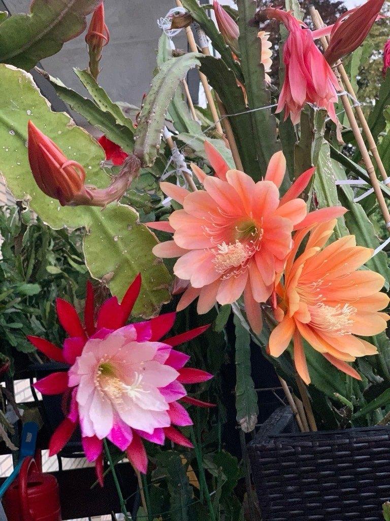 cactus - Epiphyllum KING MIDAS, Huis en Inrichting, Ophalen of Verzenden, Cactus, Volle zon, Minder dan 100 cm