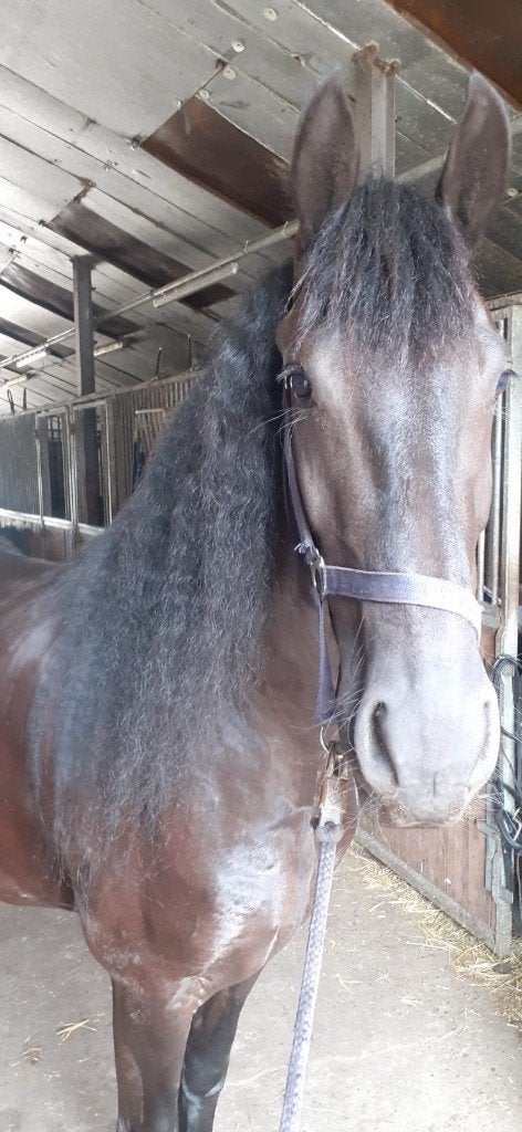 te koop 4 jarige Friese merrie (Pier 448xBrandus 345), Dieren en Toebehoren, Paarden, Merrie, Met stamboom, Dressuurpaard, Zadelmak