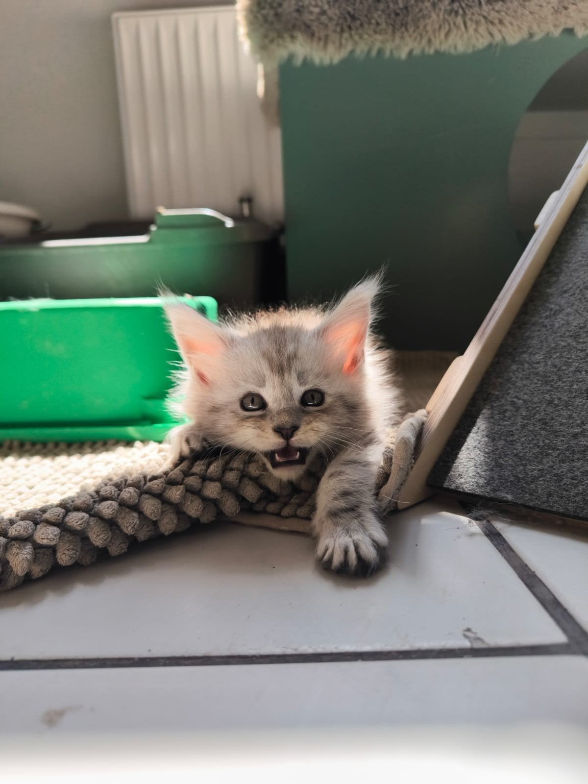 Maine Coon Kater, Dieren en Toebehoren, Katten en Kittens | Raskatten | Langhaar, Kater, Met stamboom, 0 tot 2 jaar