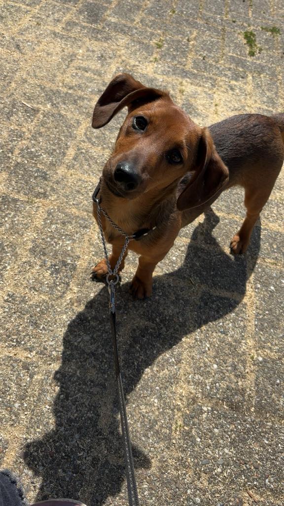 N.T.K. Dekreu aangeboden jackrussell x kaninchen teckel, Reu, 1 tot 2 jaar, Parvo, Eén hond