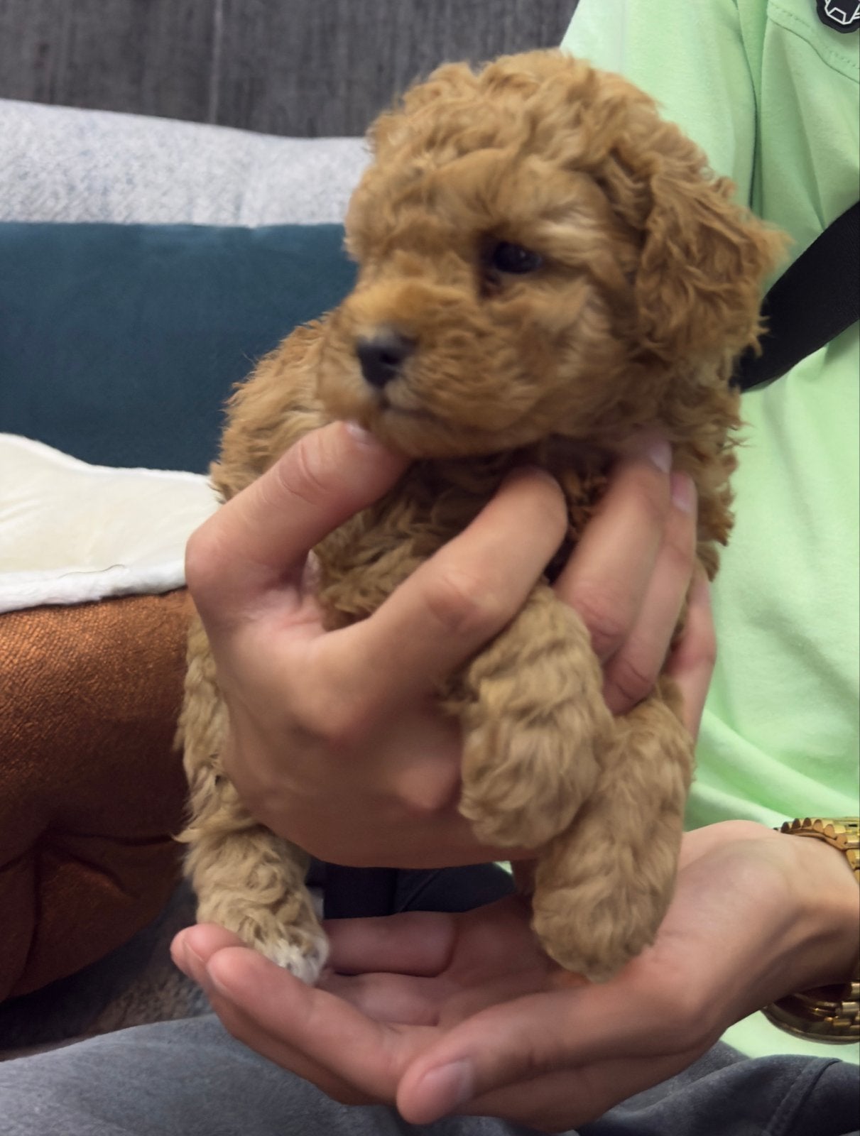 Koreaans toy poodle 2 maanden oud, 15 weken tot 1 jaar, Reu, Eén hond, Nederland