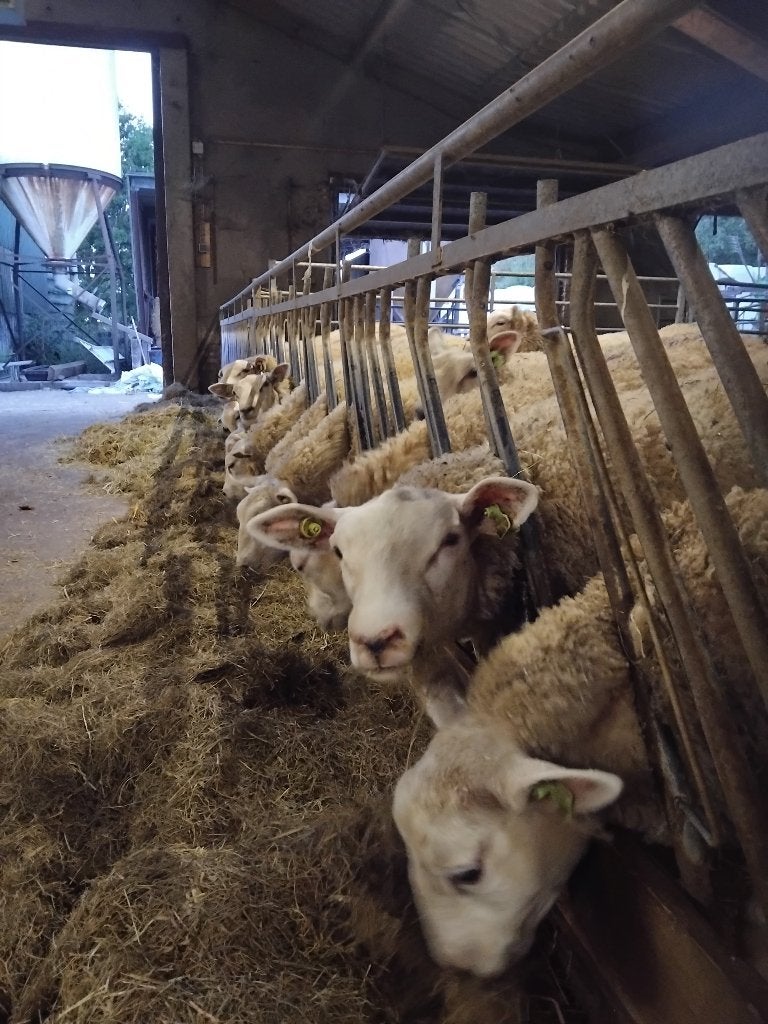 Ooien swifter-texelaar, zwoegervrij en ARR/ARR, Dieren en Toebehoren, Vrouwelijk, Schaap, 0 tot 2 jaar