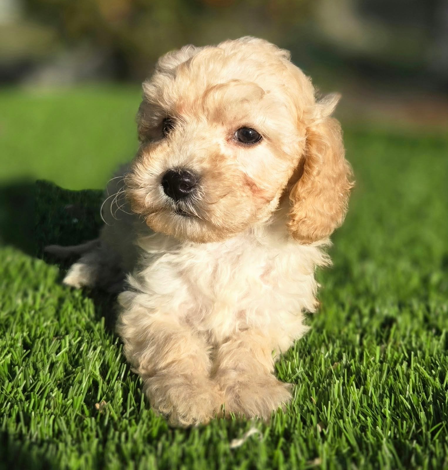 Super mooie maltipoo dwergpoedel x maltezer pups, Nederland, Overige rassen, 8 tot 15 weken, CDV (hondenziekte)