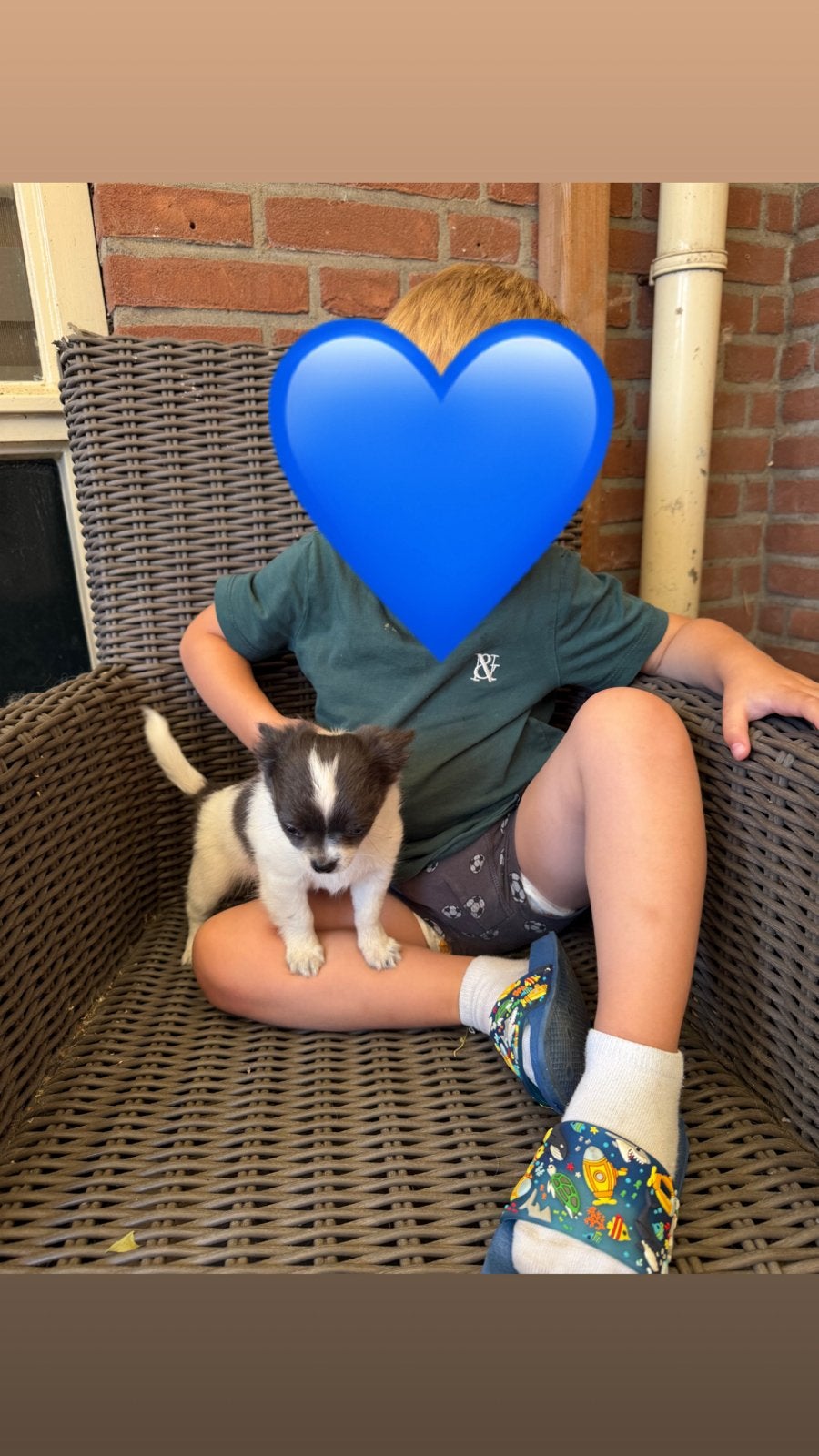 Chihuahua reutje raszuiver laatste die beschikbaar is., Parvo, Reu, 8 tot 15 weken, Eén hond