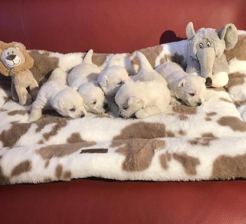 TE KOOP PRACHTIGE WEST HIGHLAND WHITE TERRIËR PUPS, Dieren en Toebehoren, Honden | Jack Russells en Terriërs, Parvo, Overige rassen