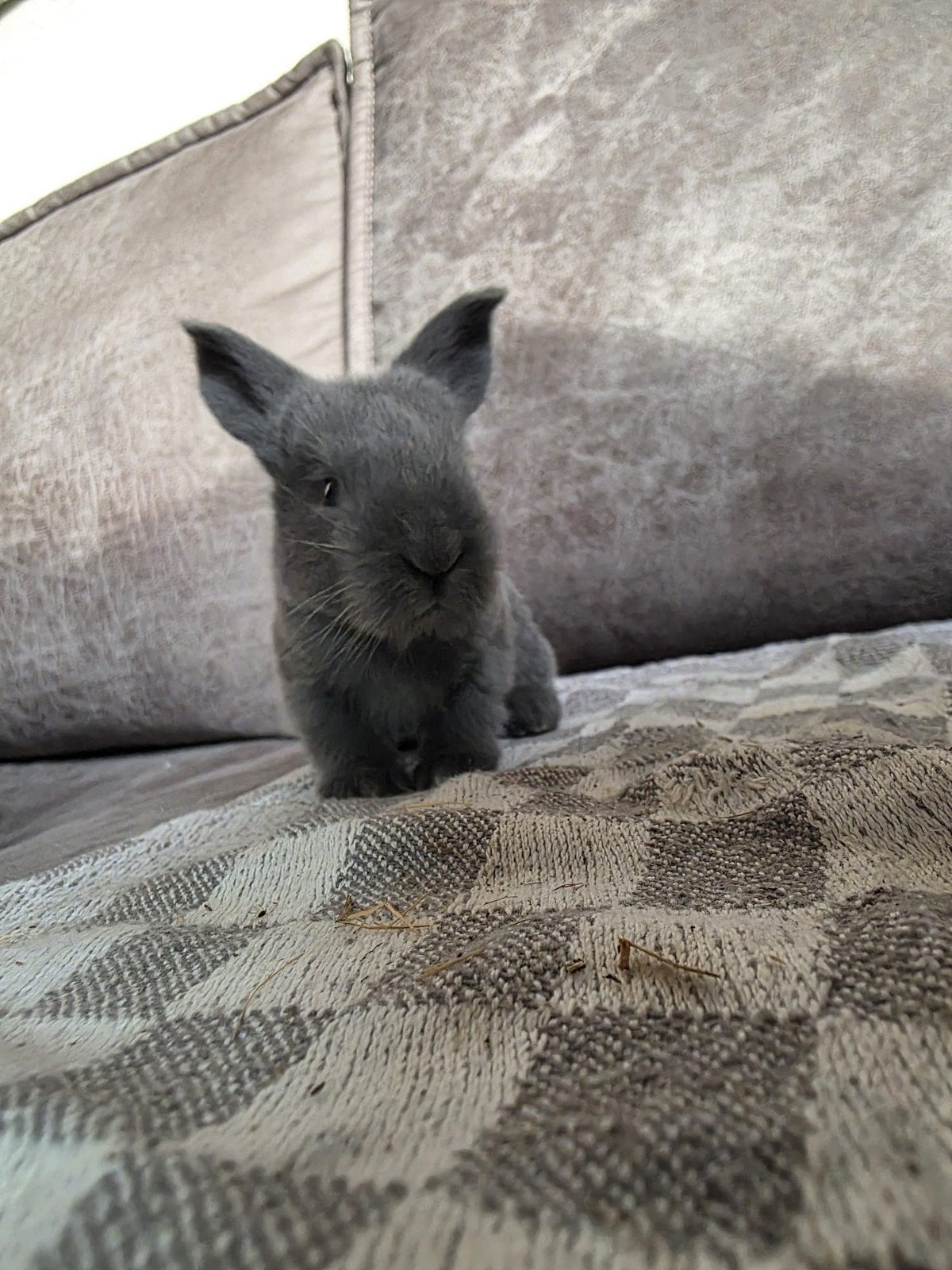 Baby Duitse Reuzen, Dieren en Toebehoren, Meerdere dieren