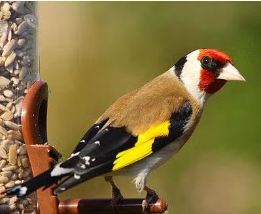 Bloem putter man, Dieren en Toebehoren, Vogels | Overige Vogels