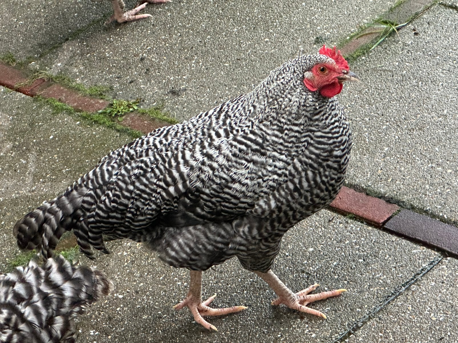 Amrock jonge haan, van dit jaar., Dieren en Toebehoren, Mannelijk, Kip