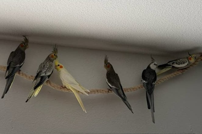 Jonge valkparkieten opgegroeid in onze huiskamerflock, Dieren en Toebehoren, Vogels | Parkieten en Papegaaien, Meerdere dieren