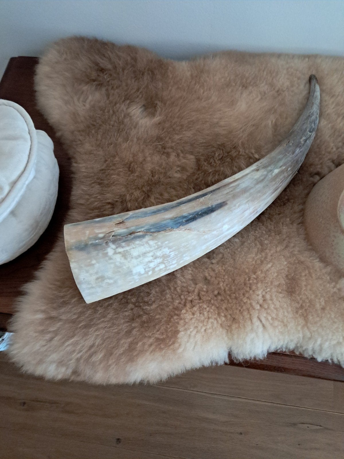 Koehoorn, Ophalen of Verzenden, Natuurlijk materiaal