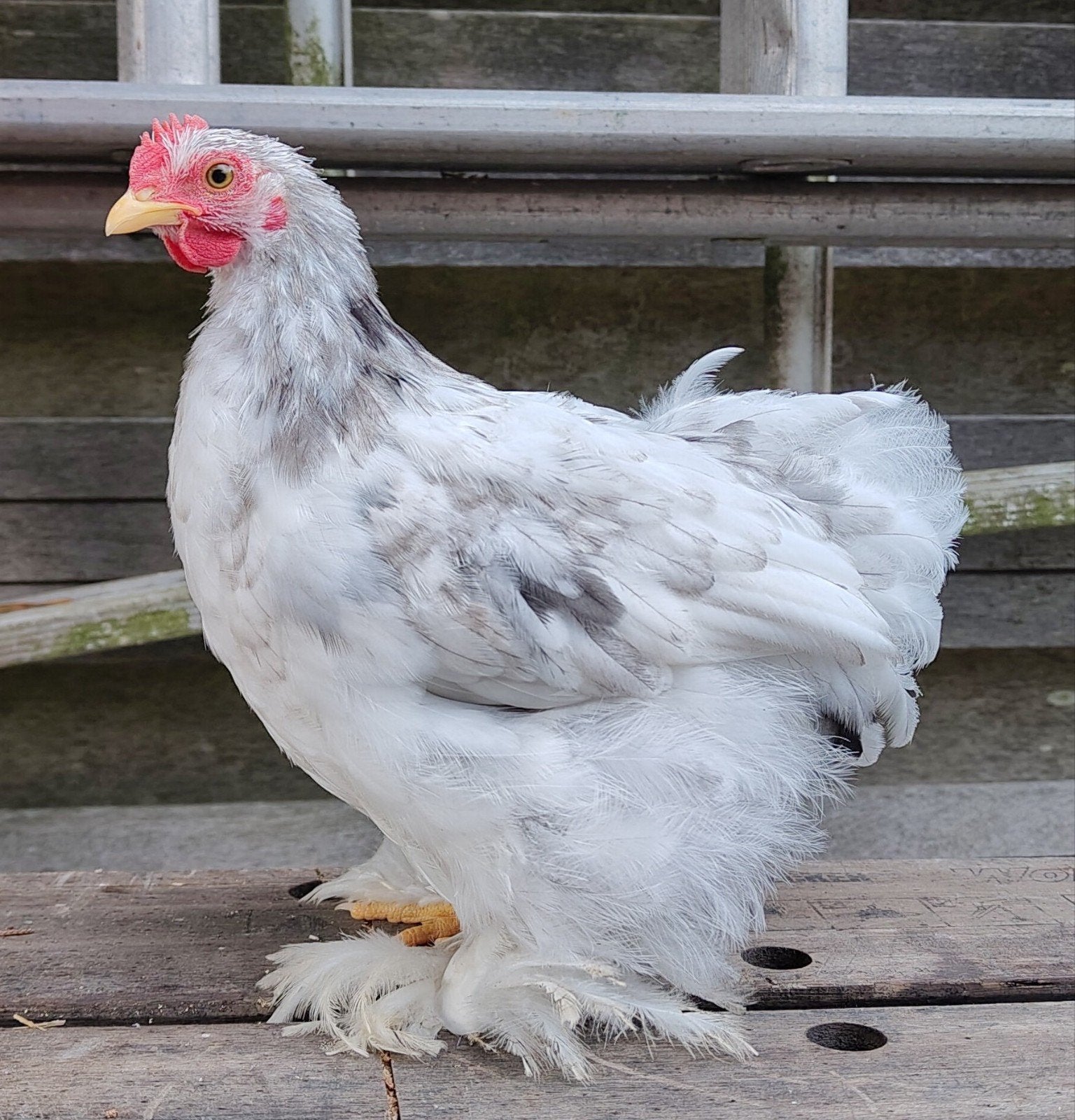 Prachtig splash cochinkriel haantje, Dieren en Toebehoren, Mannelijk, Kip