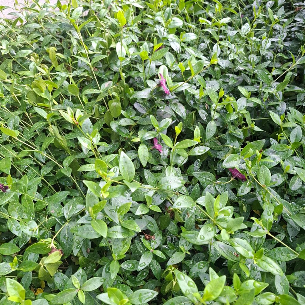 42 x Vinca minor/Maagdenpalm te koop €0,50 per stuk, Ophalen, Bodembedekkers