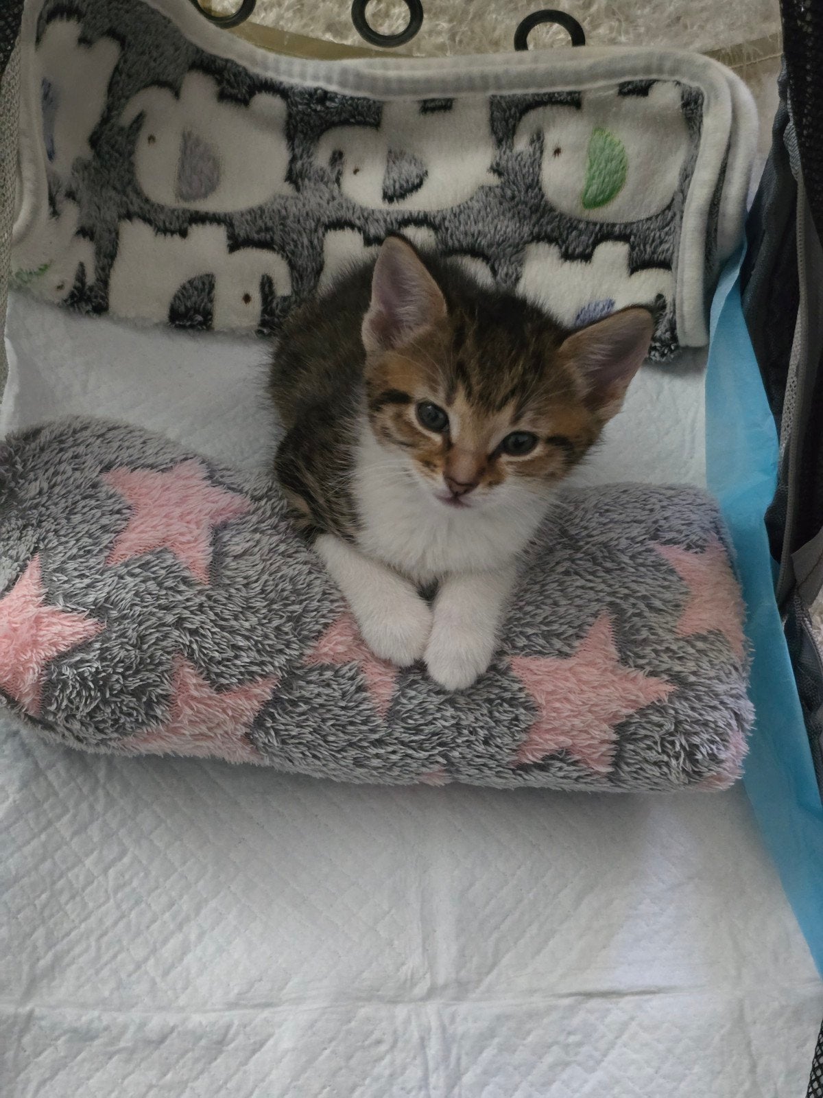 Europese Korthaar kitten te koop, Kater