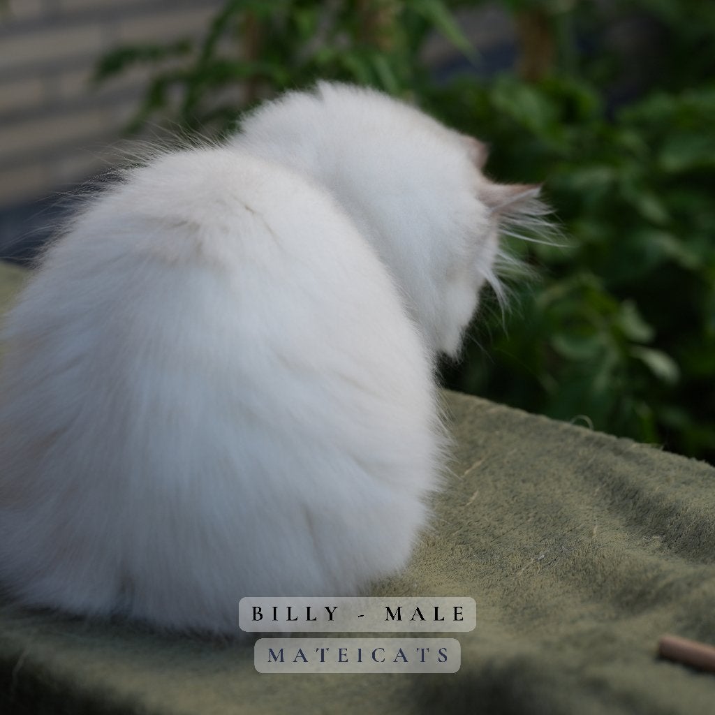British Longhair Blue Point - Lilac Point, Dieren en Toebehoren, Meerdere dieren, Met stamboom, 0 tot 2 jaar