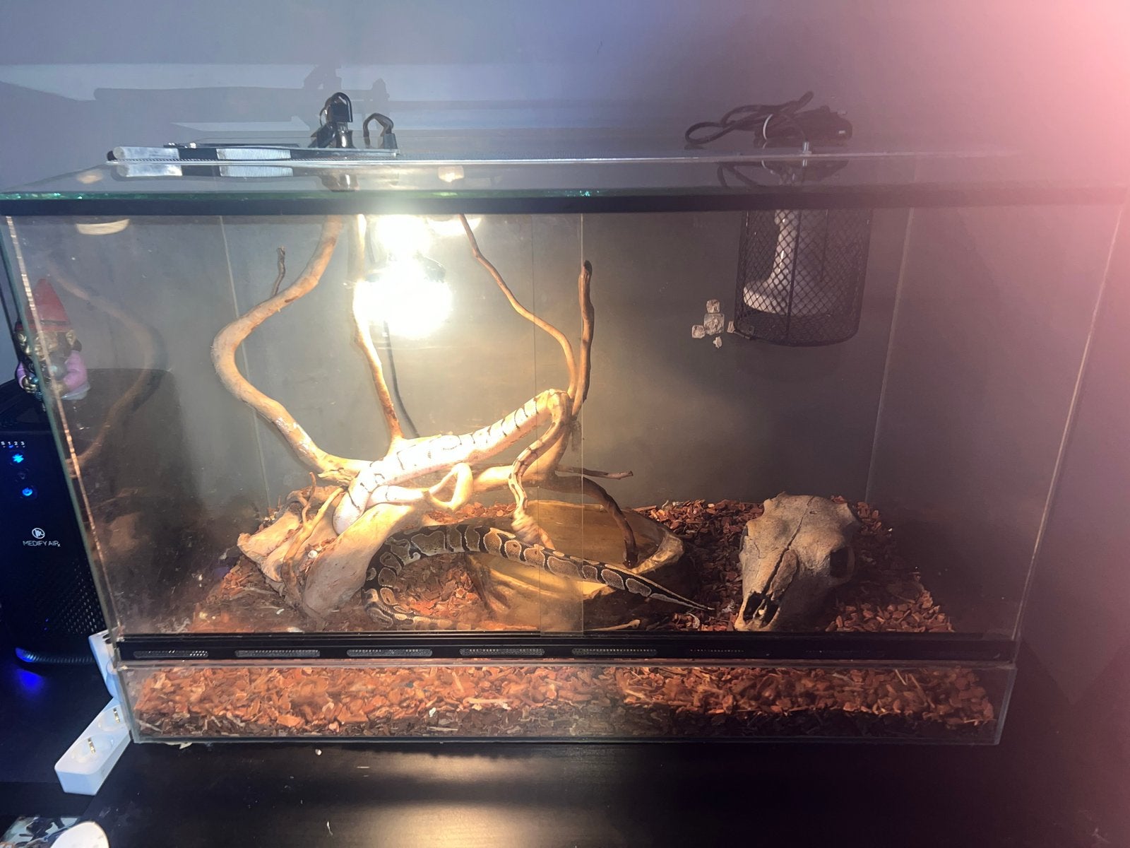Te koop: 2 Pythons inclusief compleet terrarium, Slang, Met terrarium, 0 tot 2 jaar