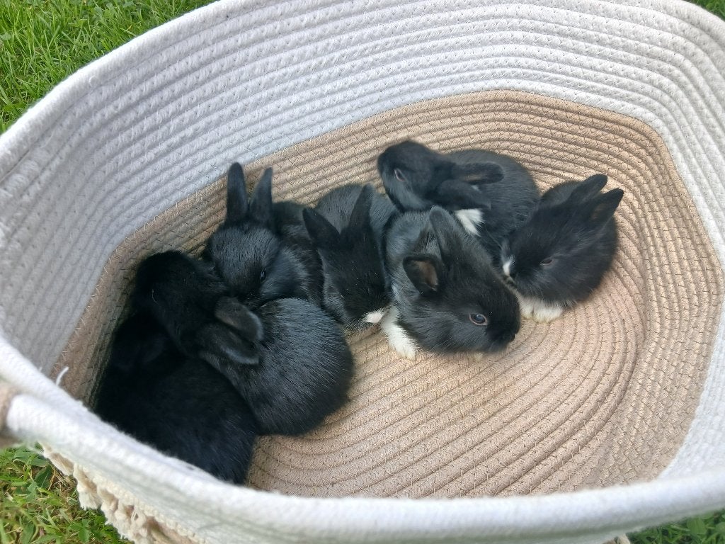 6 schattige konijntjes, Meerdere dieren, Middelgroot, 0 tot 2 jaar
