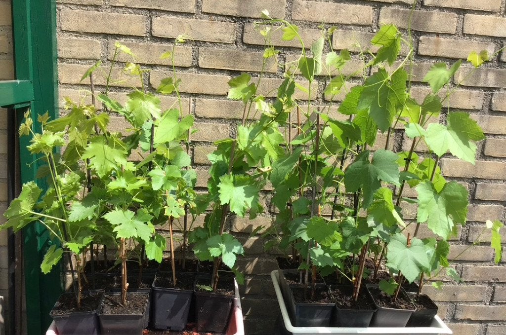 DRUIVENPLANTEN  Witte MUSKAAT, Overige soorten, Volle zon, Eenjarig, Ophalen of Verzenden