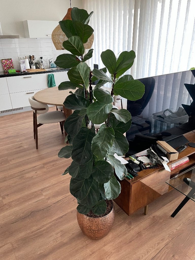 Ficus Lyrata hydroplant incl. pot (171cm hoog), Ophalen, Ficus, Halfschaduw, In pot