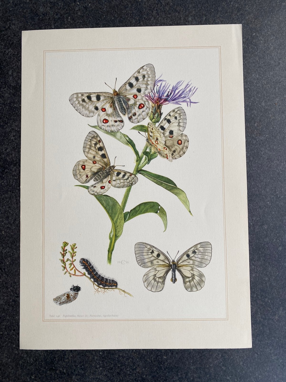 9 insekten  soorten vlinders 19x27 cm samen 18 euro, Antiek en Kunst, Ophalen of Verzenden, Natuur en Biologie