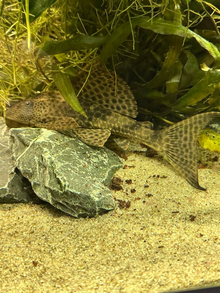 Zeilvin pleco, Dieren en Toebehoren, Vissen | Aquariumvissen, Vis