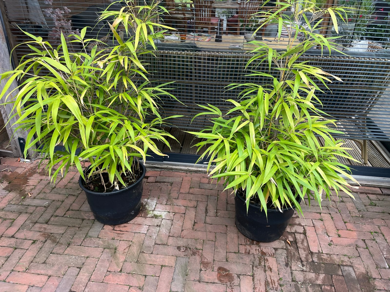 Twee Fargesia Bamboe planten in pot, Vaste plant, Bloeit niet, Halfschaduw, Ophalen