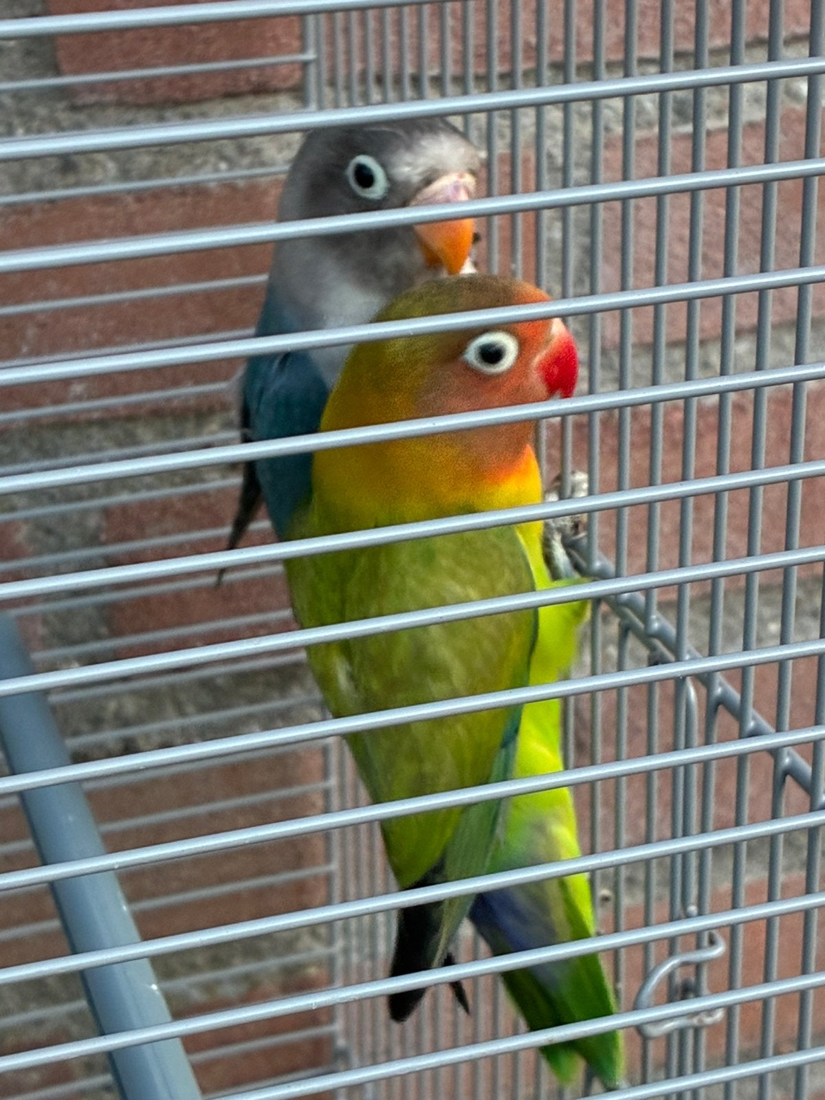 2 Dwergpapegaaitjes