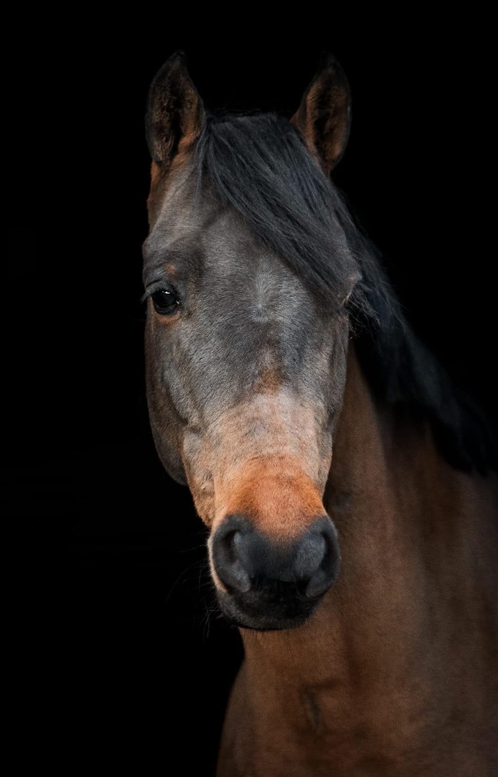 D pony 9 jaar (springpony), Dieren en Toebehoren, Pony's, Gechipt, Ruin, Springpony, 7 tot 10 jaar