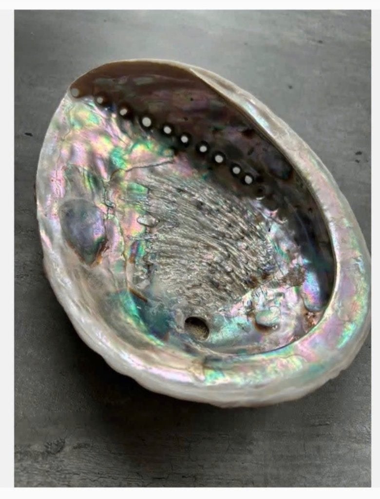 Grote Abalone paoa schelp Australië 17 x 13,5 cm, Verzamelen, Ophalen of Verzenden, Schelp(en)