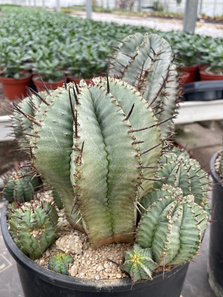 Cactus Euphorbia Horrida potmaat 25 cm., Minder dan 100 cm, Bloeiende kamerplant, Halfschaduw, Ophalen of Verzenden