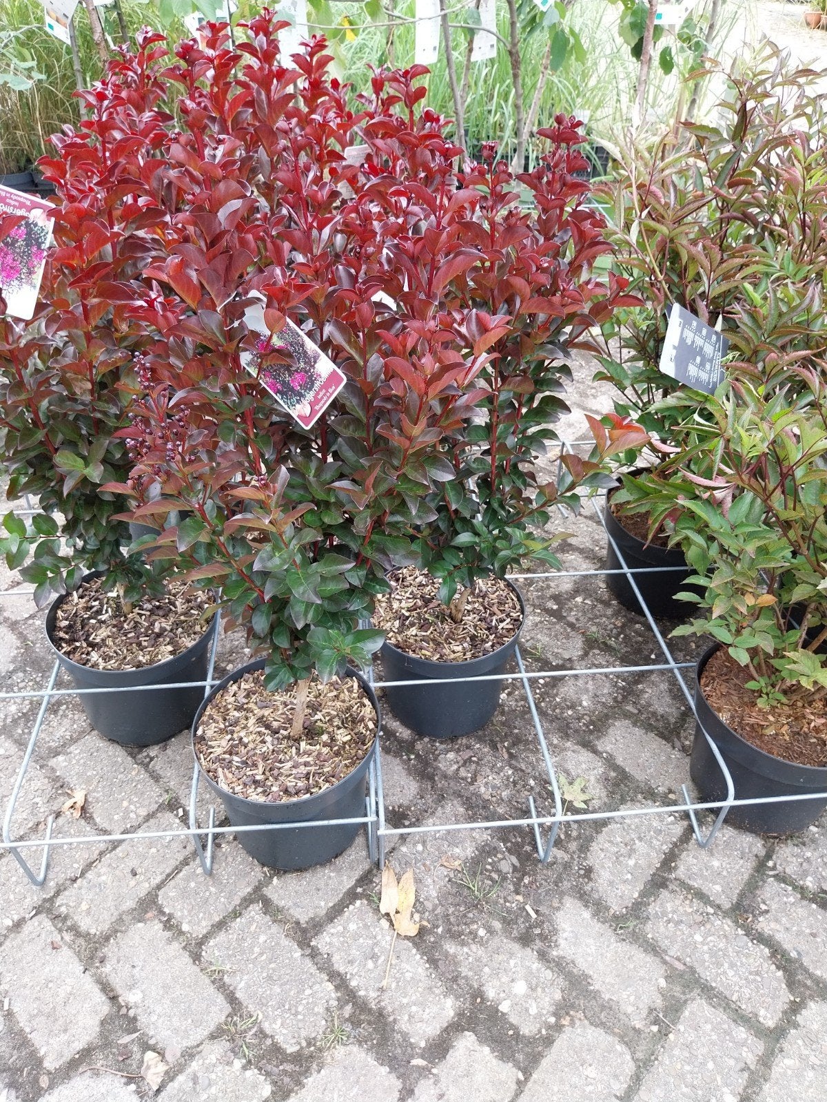Lagerstroemia struiken - Prachtige bloeiers voor uw tuin, Ophalen, Overige soorten, Volle zon